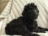 Akc female toy poodle purple collar , a female Poodle - Toy  for sale in Dade City, FL – 3 of 7