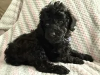 Akc female toy poodle purple collar , a female Poodle - Toy  for sale in Dade City, FL – 2 of 7