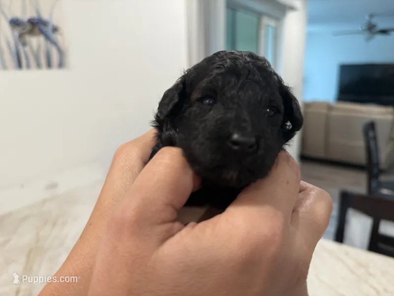 Akc female toy poodle purple collar  – Poodle - Toy  puppy for sale in Dade City, FL