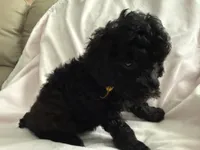 Akc toy Female yellow ribbon , a female Poodle - Toy  for sale in Dade City, FL – 2 of 6