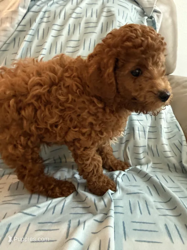 Akc toy poodle Male  – Poodle - Toy  puppy for sale in Dade City, FL