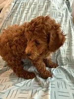 Akc toy poodle Male , a male Poodle - Toy  for sale in Dade City, FL – 2 of 7