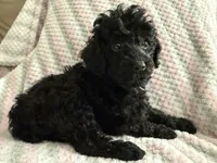 Akc female toy poodle purple collar , a female Poodle - Toy  for sale in Dade City, FL – 1 of 7
