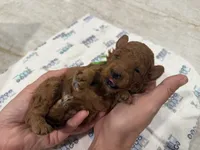 Akc toy poodle Male , a male Poodle - Toy  for sale in Dade City, FL – 4 of 4