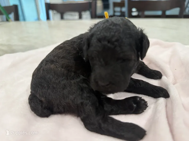 Akc toy Female yellow ribbon  – Poodle - Toy  puppy for sale in Dade City, FL