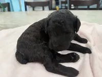 Akc toy Female yellow ribbon , a female Poodle - Toy  for sale in Dade City, FL – 1 of 4