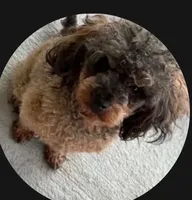 Akc female toy poodle purple collar , a female Poodle - Toy  for sale in Dade City, FL – 3 of 4