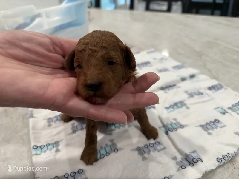 Akc toy poodle Male  – Poodle - Toy  puppy for sale in Dade City, FL