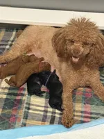 Akc female toy poodle purple collar , a female Poodle - Toy  for sale in Dade City, FL – 4 of 4
