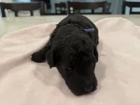 Akc female toy poodle purple collar , a female Poodle - Toy  for sale in Dade City, FL – 2 of 4