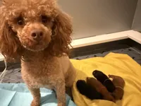 Akc toy Female yellow ribbon , a female Poodle - Toy  for sale in Dade City, FL – 4 of 4