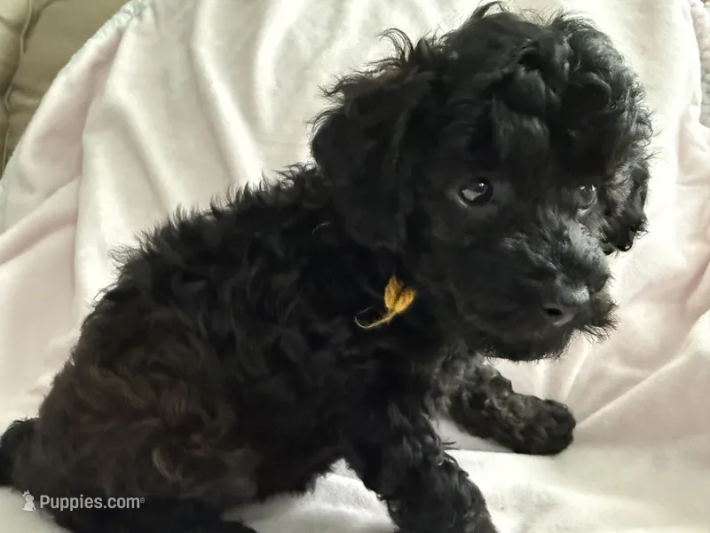 Akc toy Female yellow ribbon  – Poodle - Toy  puppy for sale in Dade City, FL