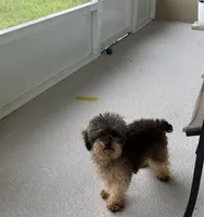 Akc toy poodle Male , a male Poodle - Toy  for sale in Dade City, FL – 2 of 4