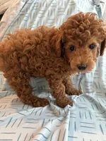 Akc toy poodle Male , a male Poodle - Toy  for sale in Dade City, FL – 3 of 7