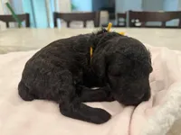 Akc toy Female yellow ribbon , a female Poodle - Toy  for sale in Dade City, FL – 2 of 4