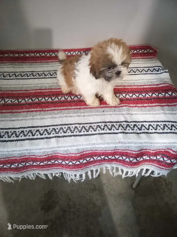 Stanley  – Shih Tzu puppy for sale in Barnegat, NJ