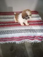 Stanley , a male Shih Tzu for sale in Barnegat, NJ – 1 of 1