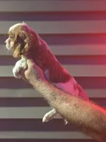 Sal , a male Cavalier King Charles Spaniel for sale in Barnegat, NJ – 2 of 3