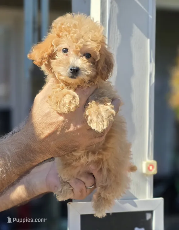 Peggy  – Maltipoo puppy for sale in Barnegat, NJ