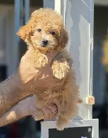 Peggy , a female Maltipoo for sale in Barnegat, NJ – 1 of 3