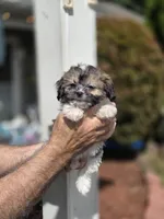 Tabitha, a female Shih Tzu for sale in Barnegat, NJ – 2 of 4