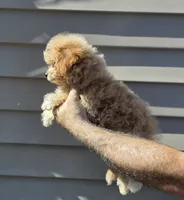 Pete , a male Maltipoo for sale in Barnegat, NJ – 2 of 3