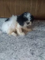 Peggy , a female Shih Tzu for sale in Barnegat, NJ – 2 of 2