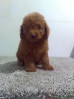 Pete , a male Poodle - Miniature  for sale in Barnegat, NJ – 1 of 1