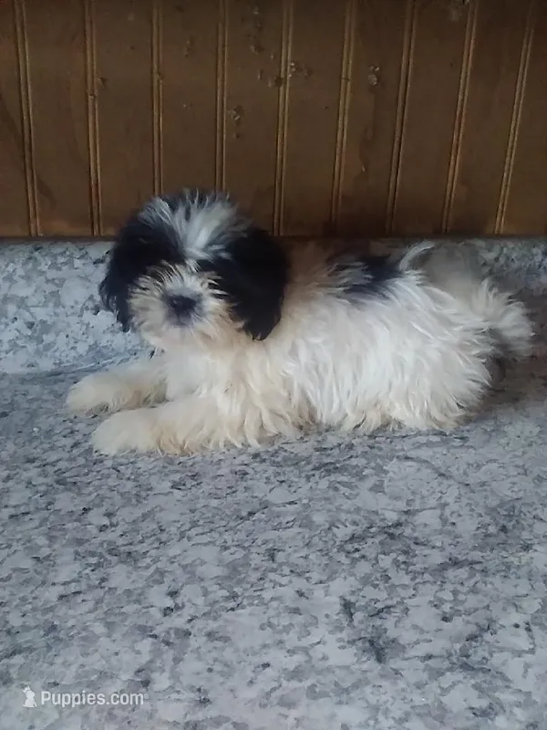 Peggy  – Shih Tzu puppy for sale in Barnegat, NJ
