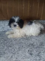 Peggy , a female Shih Tzu for sale in Barnegat, NJ – 1 of 2