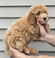 Charlie , a male Miniature Goldendoodle for sale in Barnegat, NJ – 3 of 4