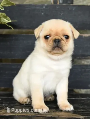 Peggy , a female Pug for sale in Barnegat, NJ – 1 of 1