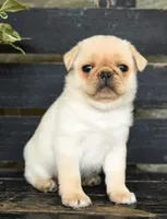 Peggy , a female Pug for sale in Barnegat, NJ – 1 of 1