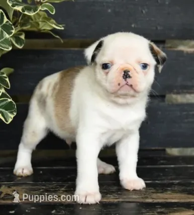 Parker  – Pug puppy for sale in Barnegat, NJ