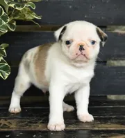 Parker , a male Pug for sale in Barnegat, NJ – 1 of 3
