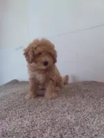 Bandit, a male Maltipoo for sale in Barnegat, NJ – 1 of 1