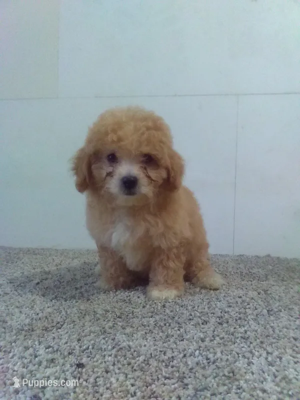 Peggy  – Maltipoo puppy for sale in Barnegat, NJ