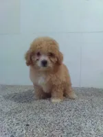 Peggy , a male Maltipoo for sale in Barnegat, NJ – 1 of 1
