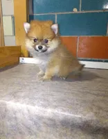 Paul, a male Pomeranian for sale in Barnegat, NJ – 1 of 1