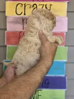 Peggy , a female Maltipoo for sale in Barnegat, NJ – 2 of 3