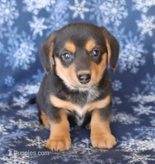 Snicker  – Miniature Dachshund puppy for sale in Barnegat, NJ