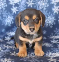 Snicker , a female Miniature Dachshund for sale in Barnegat, NJ – 1 of 1