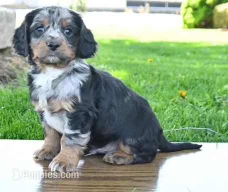 Bandit  – Cavapoo puppy for sale in Barnegat, NJ