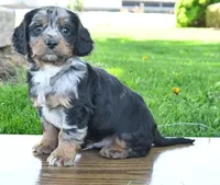 Bandit , a male Cavapoo for sale in Barnegat, NJ – 1 of 2