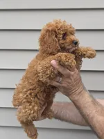 Steven , a male Maltipoo for sale in Barnegat, NJ – 4 of 4