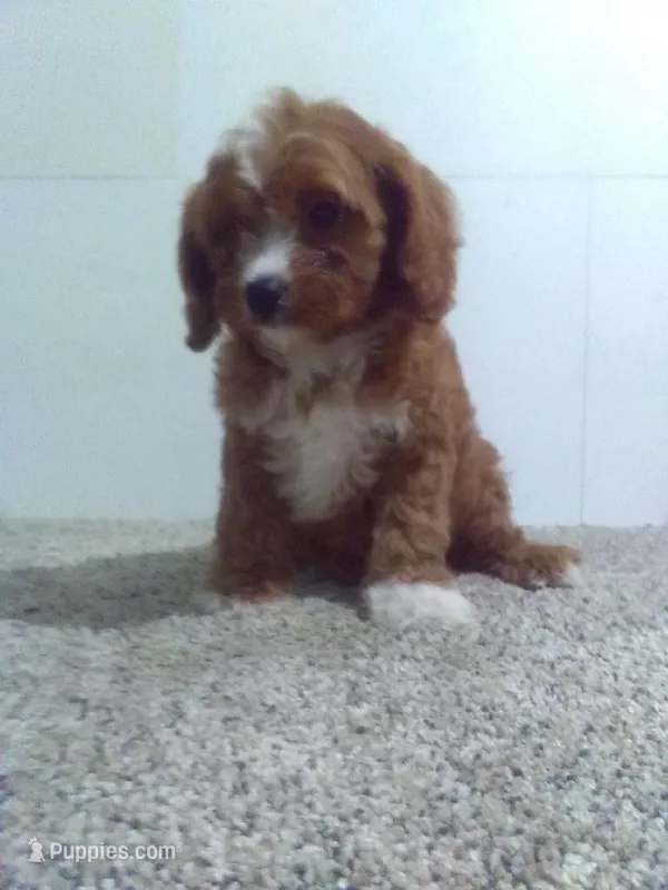 Stanley  – Cavapoo, Poodle - Miniature  puppy for sale in Barnegat, NJ