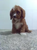 Stanley , a male Cavapoo and Poodle - Miniature  for sale in Barnegat, NJ – 1 of 1