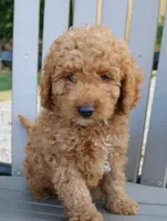 Sal , a male Maltipoo for sale in Barnegat, NJ – 1 of 1