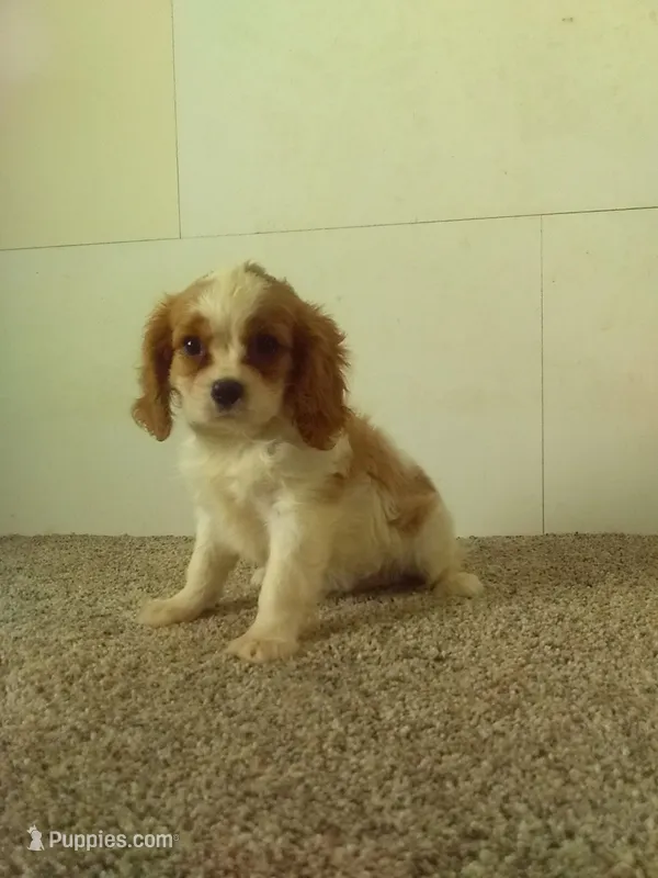 Stanley  – Cavalier King Charles Spaniel puppy for sale in Barnegat, NJ