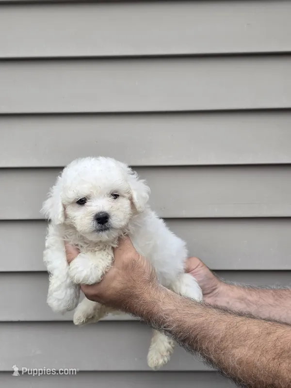 Will – Maltipoo puppy for sale in Barnegat, NJ